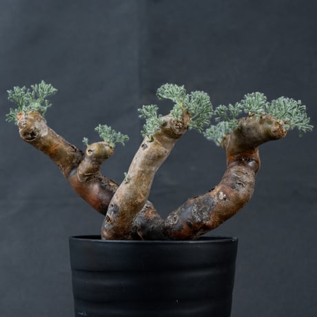 Monsonia multifida  (Sarcocaulon multifidum) / モンソニア ムルチフィダ (サルコカウロン ムルチフィズム) 【微発根】