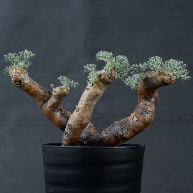 Monsonia multifida (Sarcocaulon multifidum) /