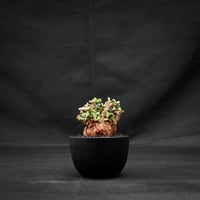 Ceraria pygmaea / ケラリア ピグマエア 【発根済】 [雌雄未判別]