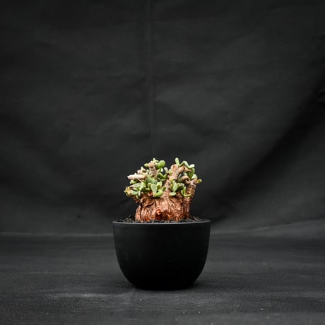 Ceraria pygmaea / ケラリア ピグマエア 【発根済】 [雌雄未判別]
