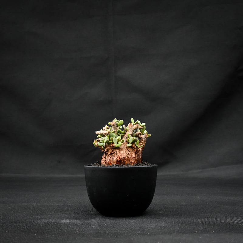 現地球 ケラリアピグマエア 雌雄未判別