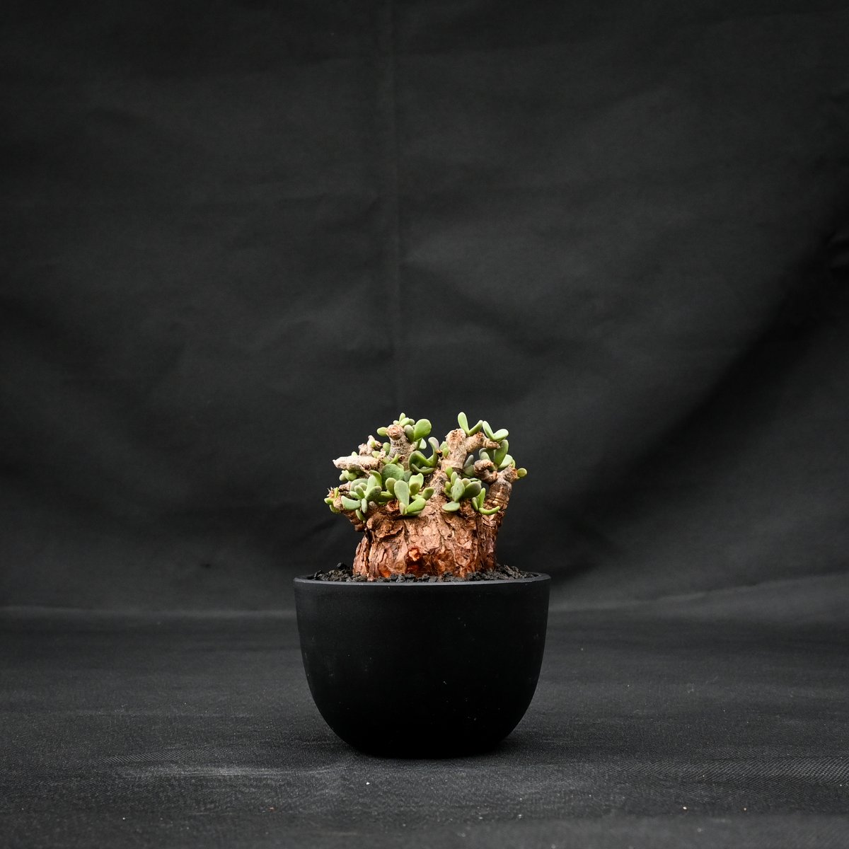 Ceraria pygmaea / ケラリア ピグマエア 【発根済】 [雌雄未判別] | GR