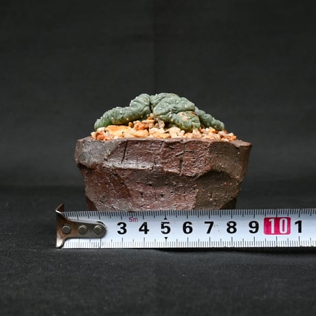 Lophophora williamsii / ロフォフォラ ウィリアムシー 鳥羽玉 【実生】