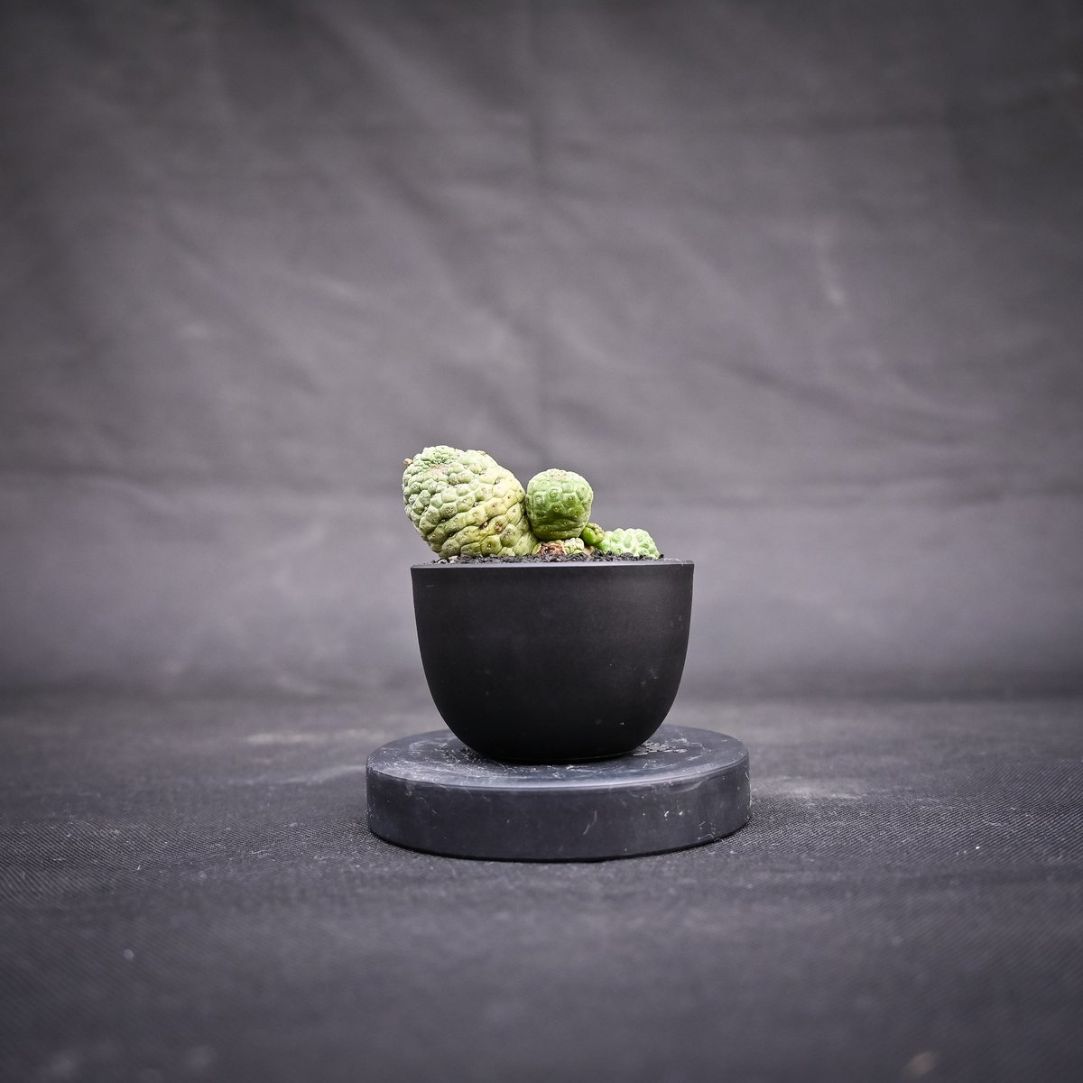 Larryleachia cactiformis / ラリレアキア カクティフォルメ 仏