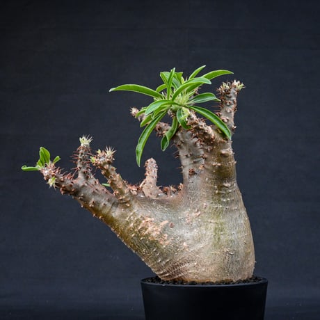 Pachypodium rosulatum var. makayense  / パキポディウム マカイエンセ 【発根済】
