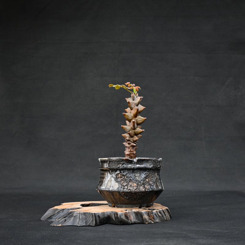 Premium Line】 Beiselia mexicana / ベイセリア メキシカーナ