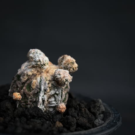 Astrophytum myriostigma f. monstrosa / アストロフィツム 子吹き鸞鳳玉 石化 (モンストローサ) (ランポー)【カキ仔】【自根】