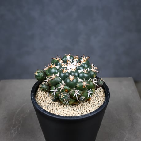 Coryphantha elephantidens / コリファンタ 短刺象牙丸 仔吹き