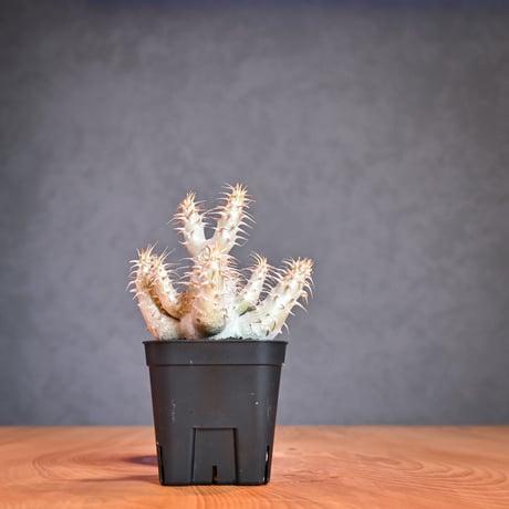 Pachypodium makayense  / パキポディウム マカイエンセ 【微発根】