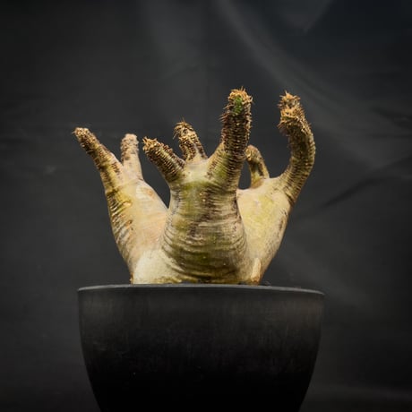 Pachypodium rosulatum var. makayense  / パキポディウム マカイエンセ 【微発根】