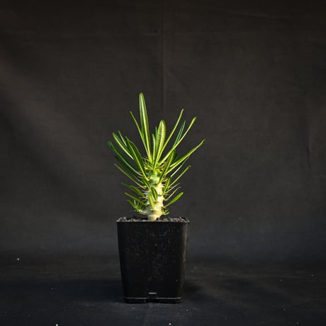 Pachypodium ambongense / パキポディウム アンボンゲンセ 【実生】