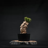 Euphorbia mlanjeana / ユーフォルビア ムランジーナ 【発根済】