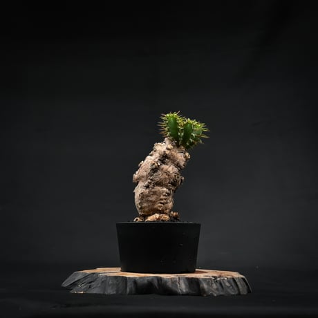 Euphorbia mlanjeana / ユーフォルビア ムランジーナ 【発根済】