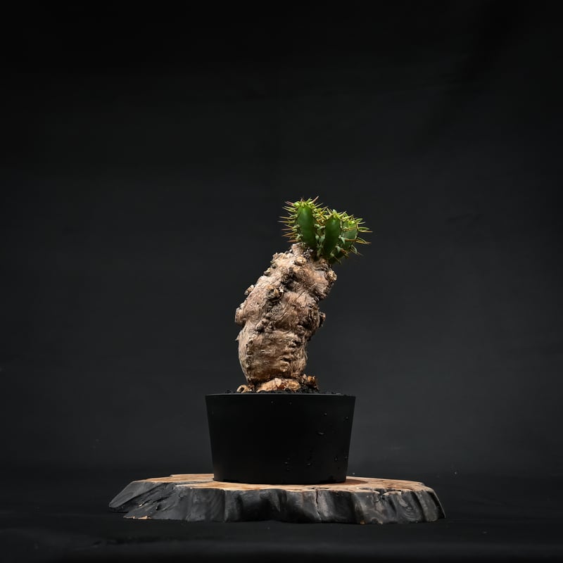 Euphorbia mlanjeana / ユーフォルビア ムランジーナ 【発根済