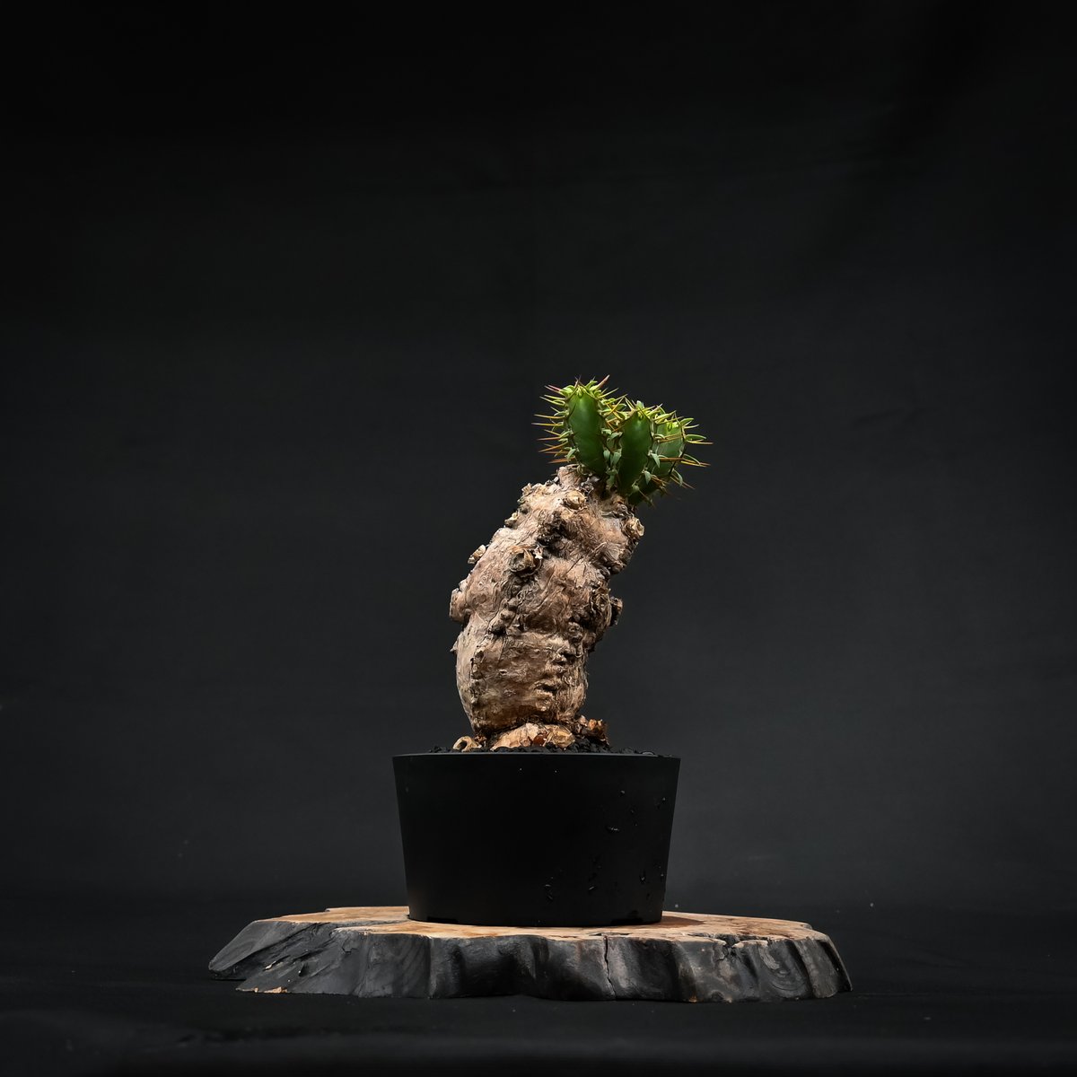 ムランジーナ発根済みです！ Euphorbia mlanjeana / ユーフォルビア ムランジーナ 【発根済】 | GR