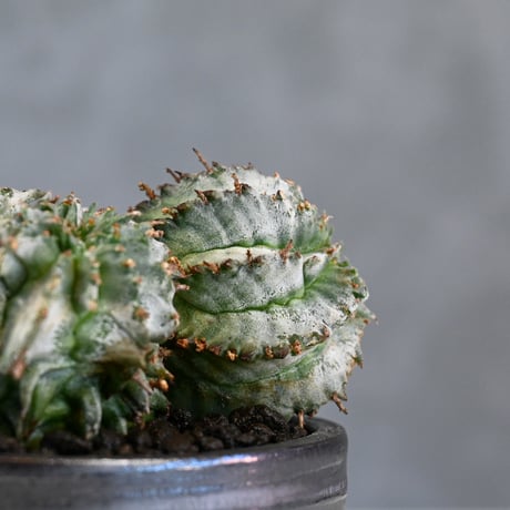 Euphorbia horrida f. monstrosa cristata / ユーフォルビア ホリダ 石化 綴化 (クリスタータ)【実生】+ 信楽焼