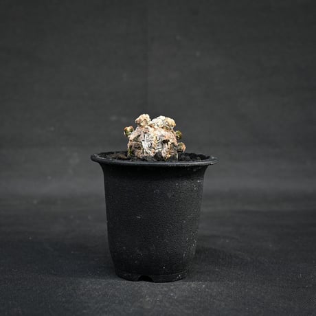 Astrophytum myriostigma f. monstrosa / アストロフィツム 子吹き鸞鳳玉 石化 (モンストローサ) (ランポー)【カキ仔】【自根】