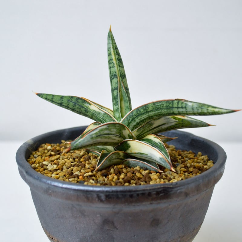 PL】Sansevieria lav. 1970 Blue Clone variegated