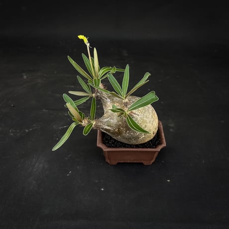 【選抜】 Pachypodium rosulatum var. gracilius / パキポディウム グラキリス 【微発根】