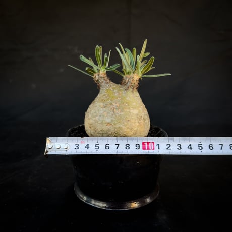 【Premium Line】 Pachypodium rosulatum var. gracilius / パキポディウム グラキリス 【微発根】+  MANGAN