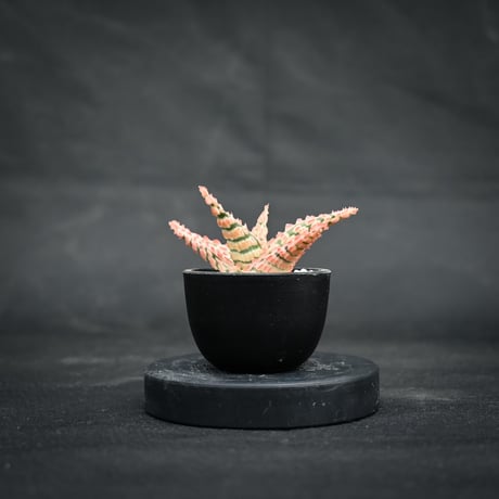 Aloe hybrid / アロエ ハイブリッド【微発根】