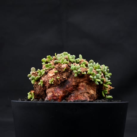 Ceraria pygmaea / ケラリア ピグマエア 【発根済】 [雌雄未判別]