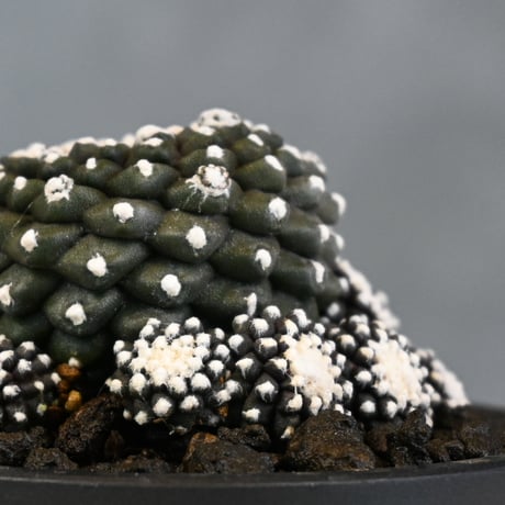 Copiapoa tenuissima / コピアポア テヌイシマ 【実生】