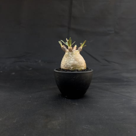 【選抜】Pachypodium rosulatum var. gracilius / パキポディウム グラキリス 【微発根】