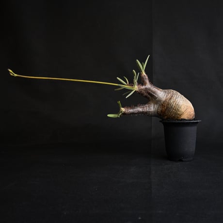 Pachypodium rosulatum var. gracilius / パキポディウム グラキリス 【発根済】