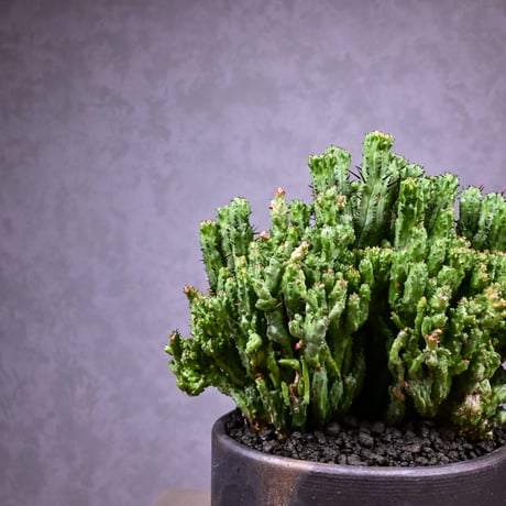 Euphorbia enopla f. monstrosa cristata / ユーフォルビア エノプラ 石化 綴化【実生】 + 信楽焼