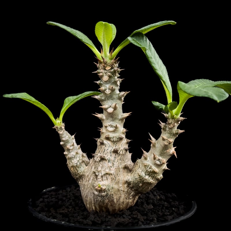 コ*コ様 Pachypodium Windsorii パキポディウム ウィンゾリ Pachypodium windsorii【パキポディウム・ウィンゾリー