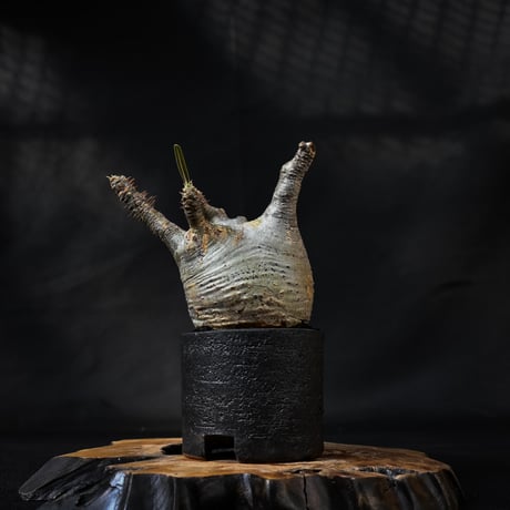 Pachypodium rosulatum var. gracilius / パキポディウム グラキリス 【微発根】