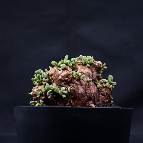 Ceraria pygmaea / ケラリア ピグマエア 【発根済】 [雌雄未判別]