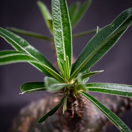 Pachypodium rosulatum var. gracilius / パキポディウム グラキリス 【発根済】