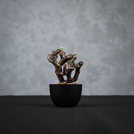 Pelargonium mirabile / ペラルゴニウム ミラビレ 【枝挿】【微発根】