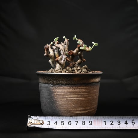Pelargonium mirabile / ペラルゴニウム ミラビレ (二本差) 【発根済】 + 信楽焼