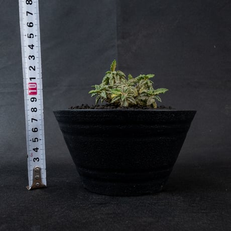 Euphorbia tulearensis / ユーフォルビア トゥレアレンシス 【発根済】