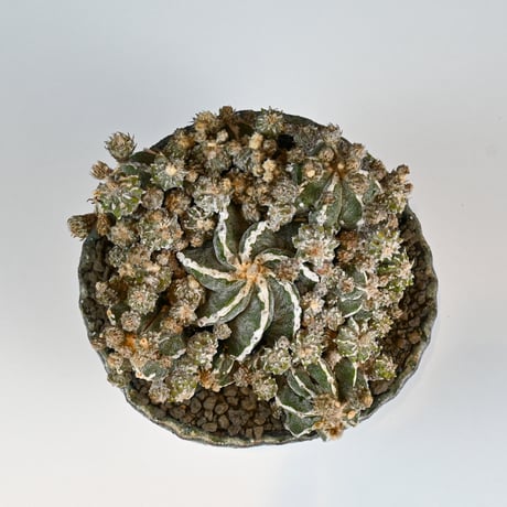 Astrophytum myriostigma f. monstrosa / アストロフィツム 子吹き鸞鳳玉 石化 (モンストローサ) (ランポー)【実生】 + 信楽焼
