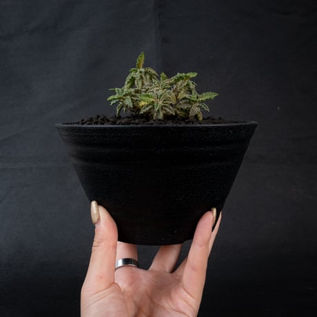Euphorbia tulearensis / ユーフォルビア トゥレアレンシス 【発根済】