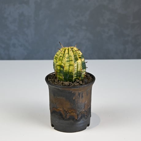 Euphorbia obesa hyb ’ Bonten ’ variegated / ユーフォルビア オベサ 丹天 錦 斑入り 【発根済】 + 信楽焼