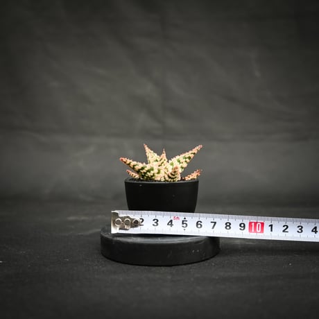 Aloe hybrid / アロエ ハイブリッド【微発根】