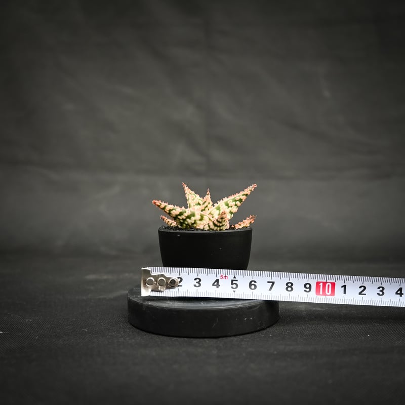 Aloe hybrid / アロエ ハイブリッド【微発根】 | GREEN MONSTERS Aloe hybrid / アロエ ハイブリッド【微発根】 | GREEN MONSTERS