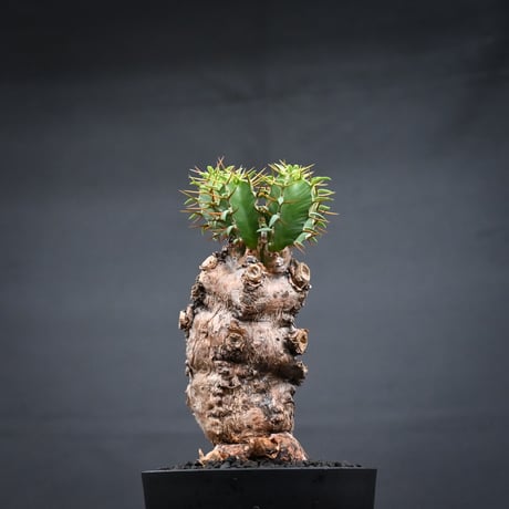 Euphorbia mlanjeana / ユーフォルビア ムランジーナ 【発根済】
