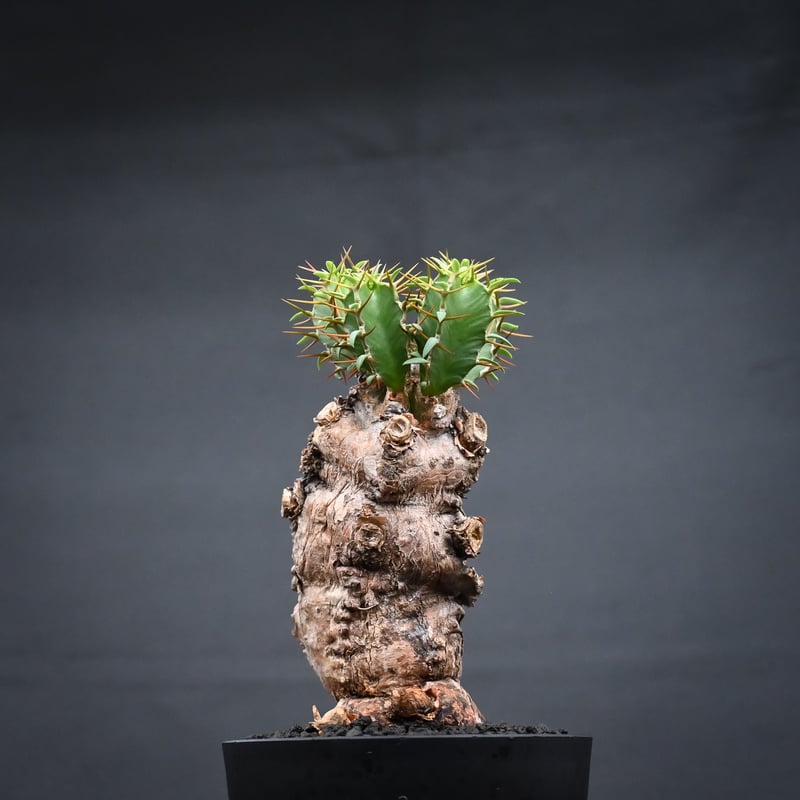 Euphorbia mlanjeana / ユーフォルビア ムランジーナ 【発根済】 | GR