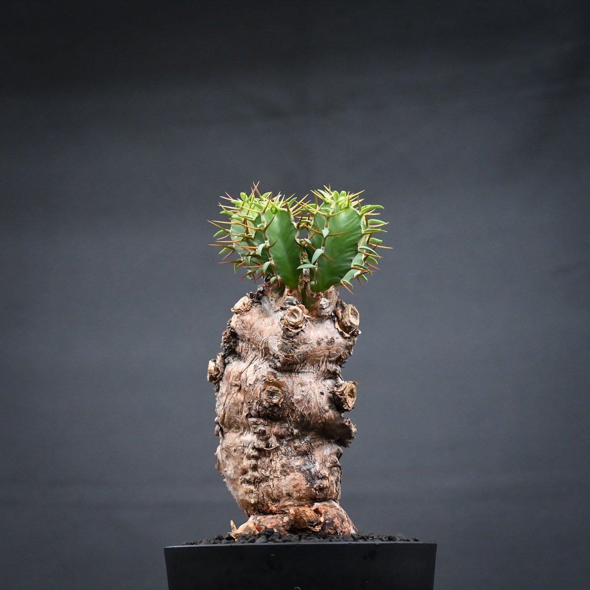 Euphorbia mlanjeana / ユーフォルビア ムランジーナ 【発根済