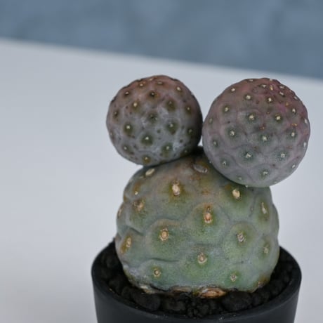 Tephrocactus geometricus / テフロカクタス ゲオメトリクス 大玉 【自根】