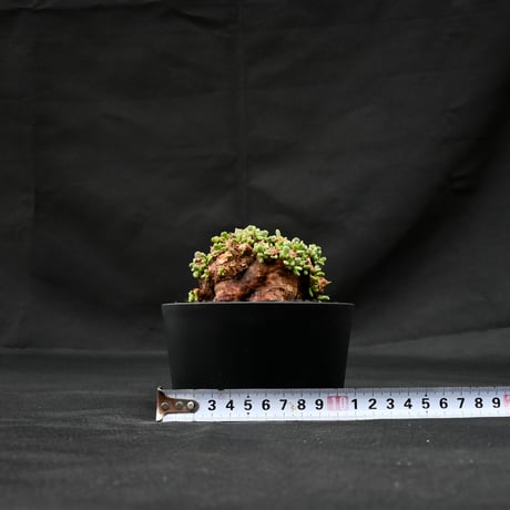 Ceraria pygmaea / ケラリア ピグマエア 【発根済】 [雌雄未判別]