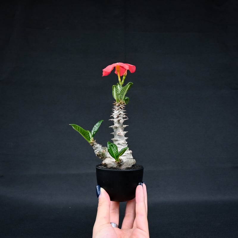 Pachypodium baronii var. windsorii / パキポディウム ウィ
