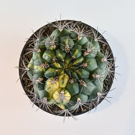 Gymnocalycium saglione variegated / ギムノカリキウム 新天地 錦 【実生】