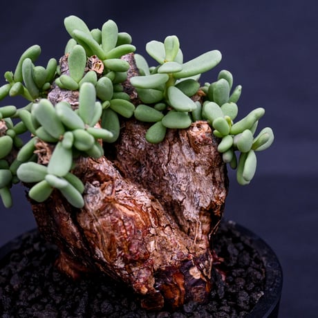Ceraria pygmaea / ケラリア ピグマエア 【発根済】 [雌雄未判別]